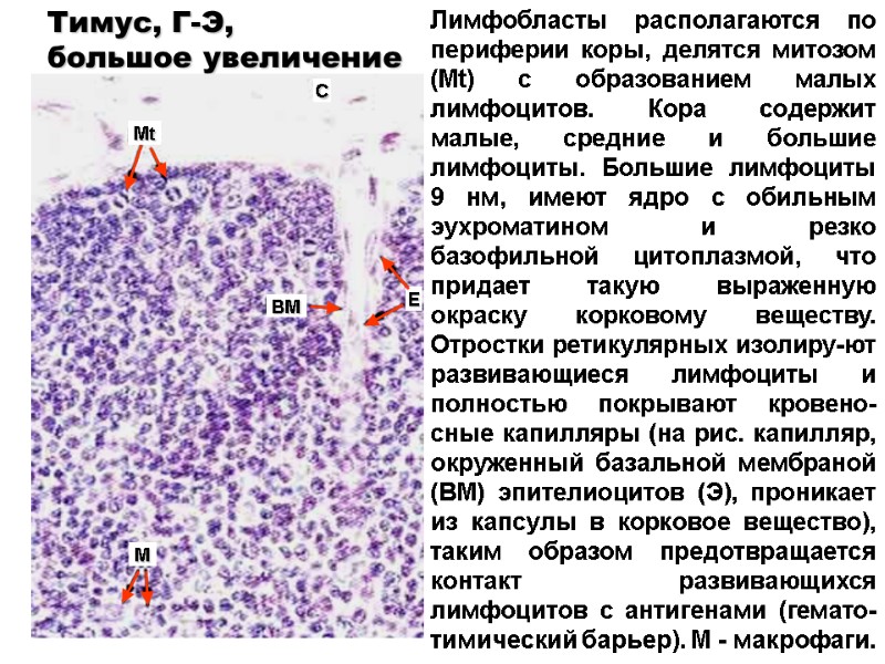 Лимфобласты располагаются по периферии коры, делятся митозом (Mt) с образованием малых лимфоцитов. Кора содержит